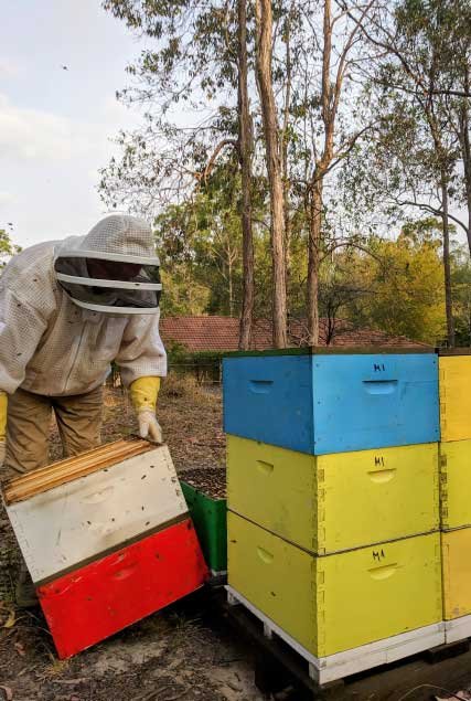 Beekeeper tending colorful bee hives