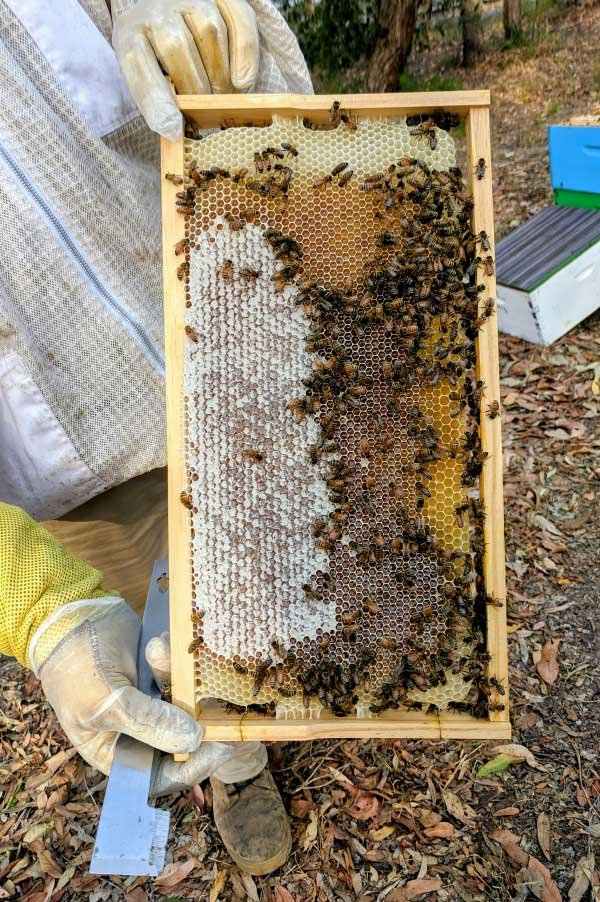 Beekeeper holding honeycomb frame with bees